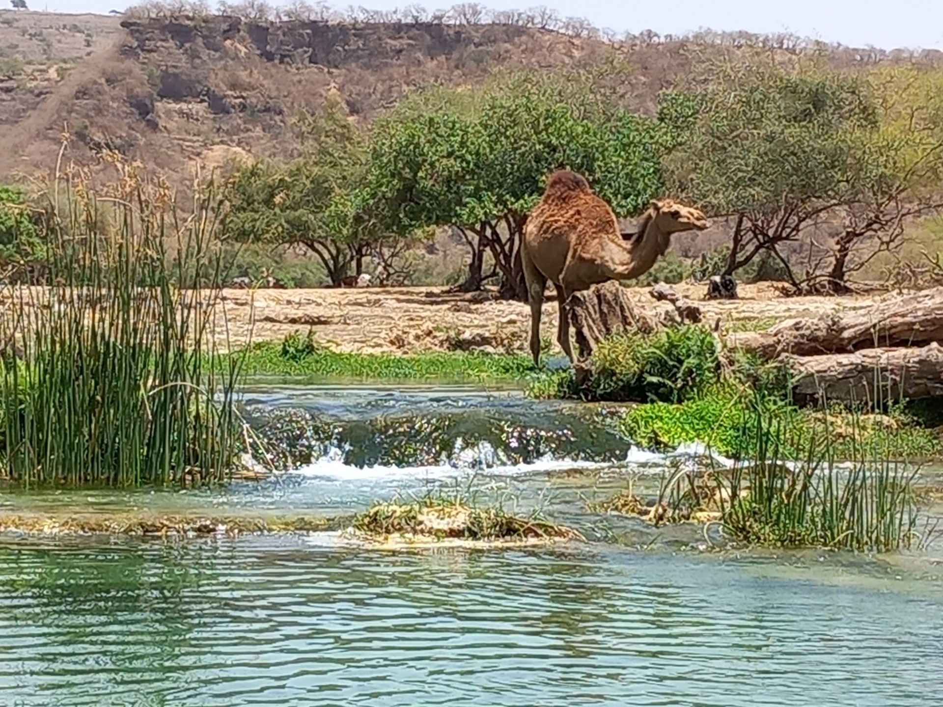 Velbloud ve Wadi Darbat na okraji tyrkysového jezera, v pozadí stromy a kamenité kopce.