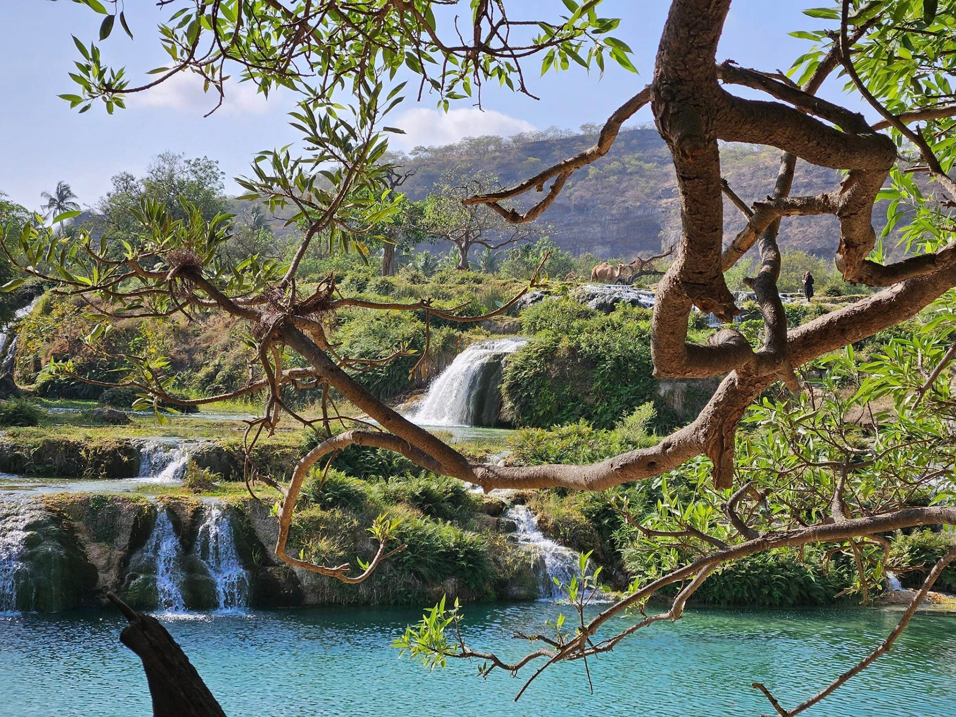 Fotografie zachycuje bujnou zelenou oázu Wadi Darbat s hustou vegetací a stromy v ománském regionu Dhofár.