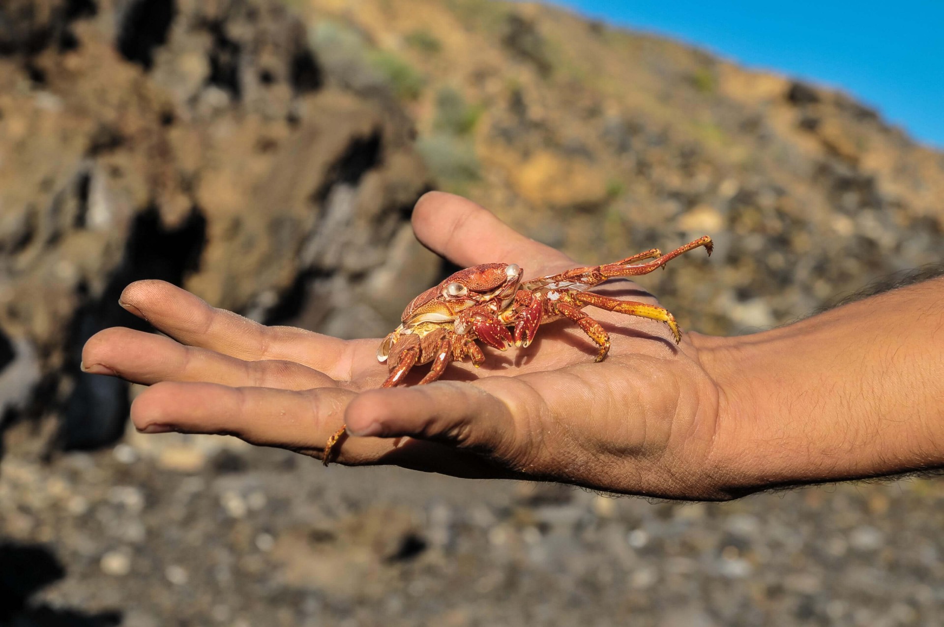 Červeno-oranžový lobster na lidské dlani, ilustrující mořský život v Arabském moři u pobřeží Salalah v Ománu.