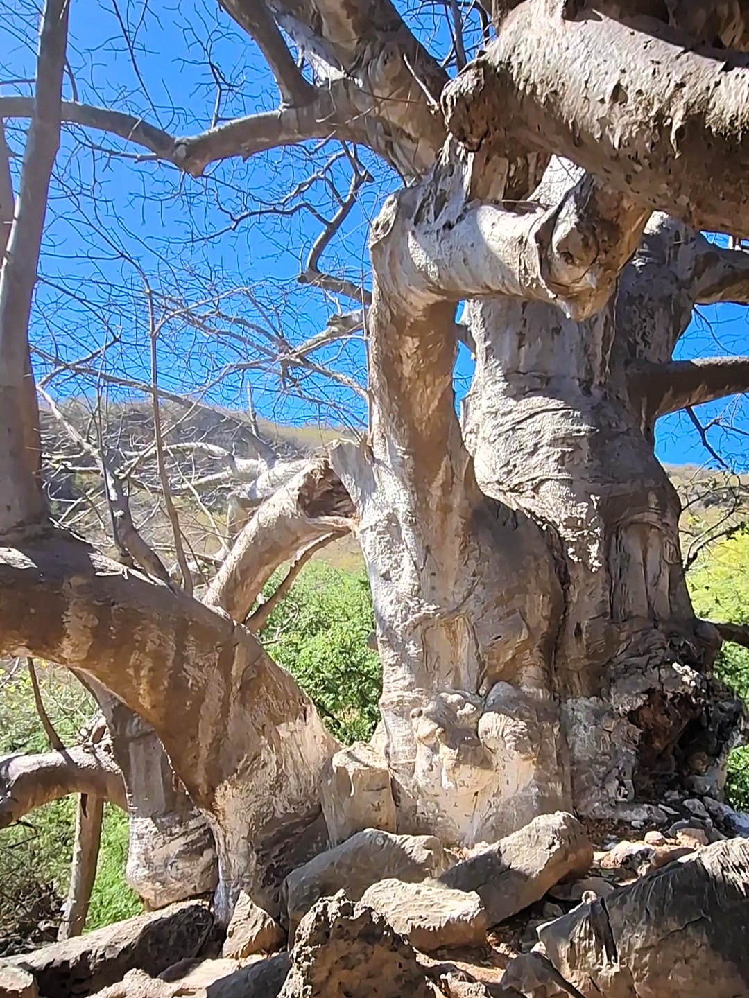 Baobab se nachází v oblasti Dhofár v Ománu, lokalita wádí Hinna (Wadi Hinae).
