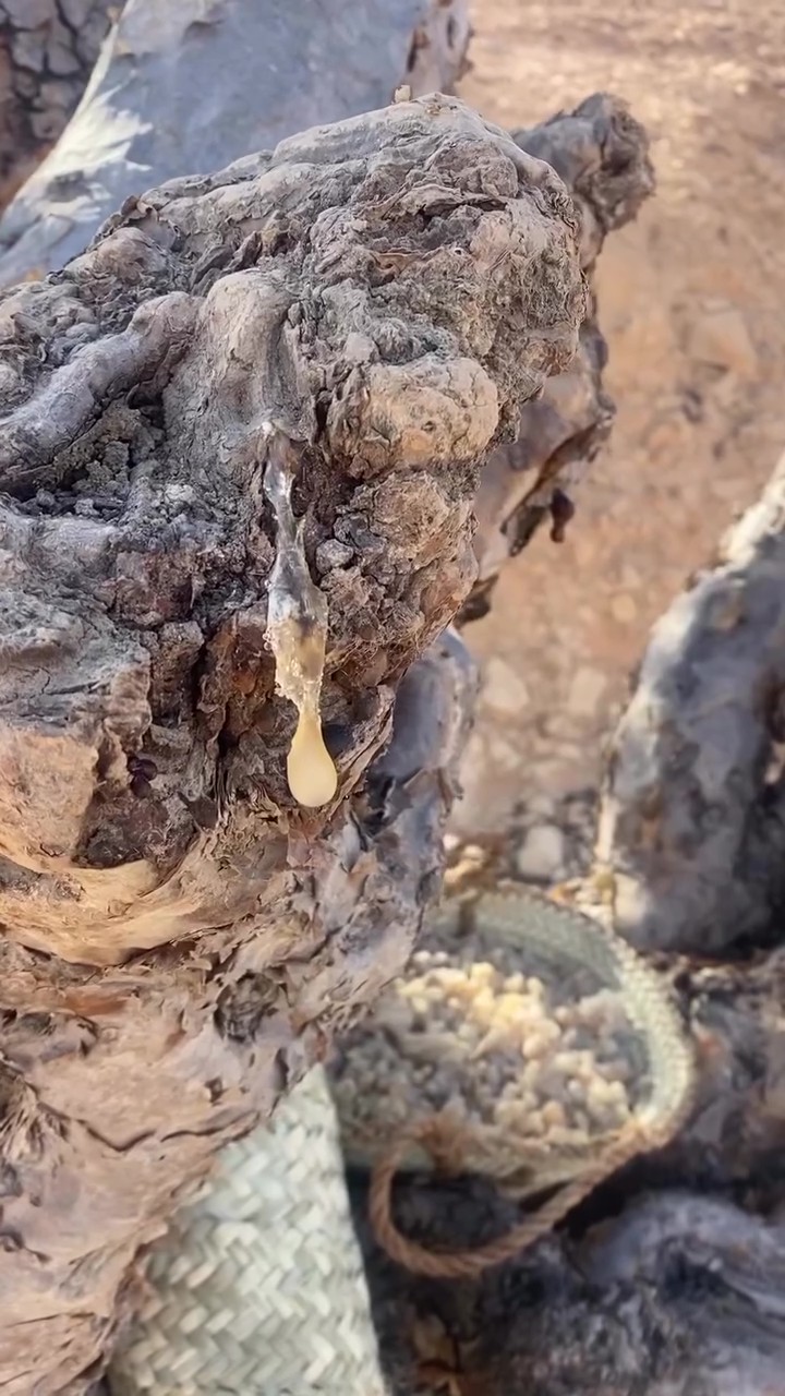 kadidlo získávané z kadidlovníku (Boswellia sacra) ve wadi dawkah na jihu ománu