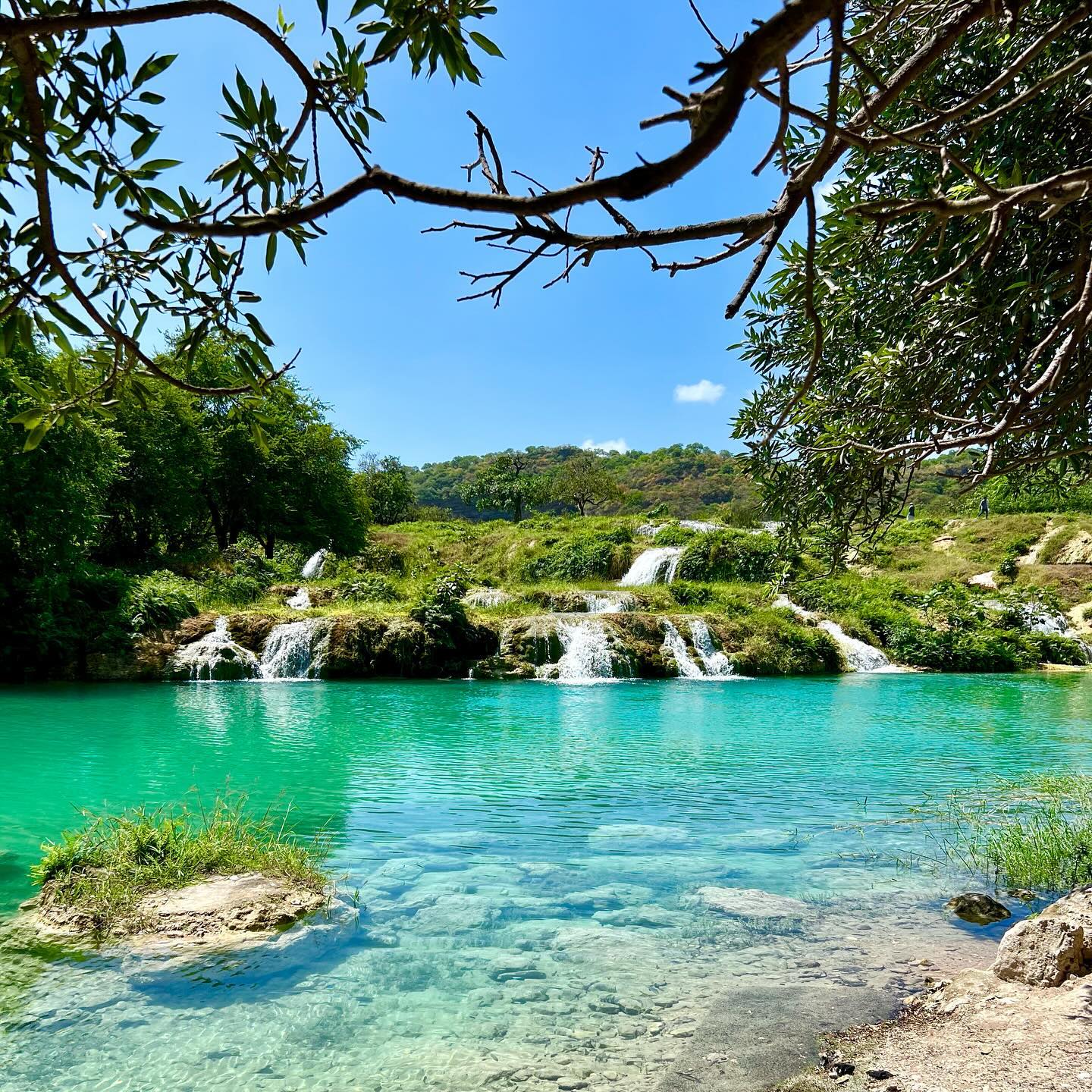 Zelené jezírko s kaskádami ve Wadi Darbat u Salalah, bujná vegetace a větve stromů rámující modrou oblohu.