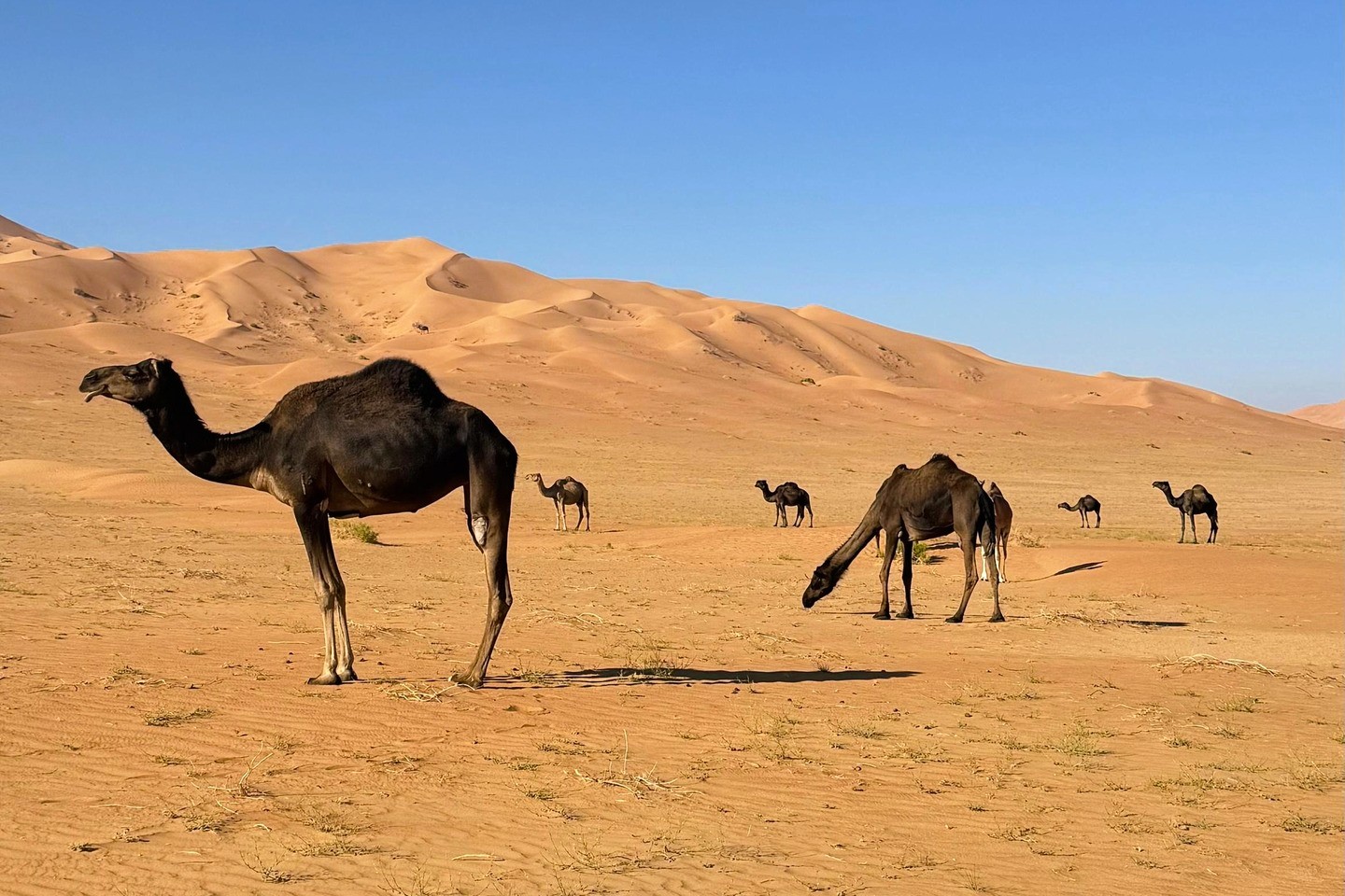 Vzácní černí velbloudi a písečné duny v poušti Rub al Khali při západu slunce