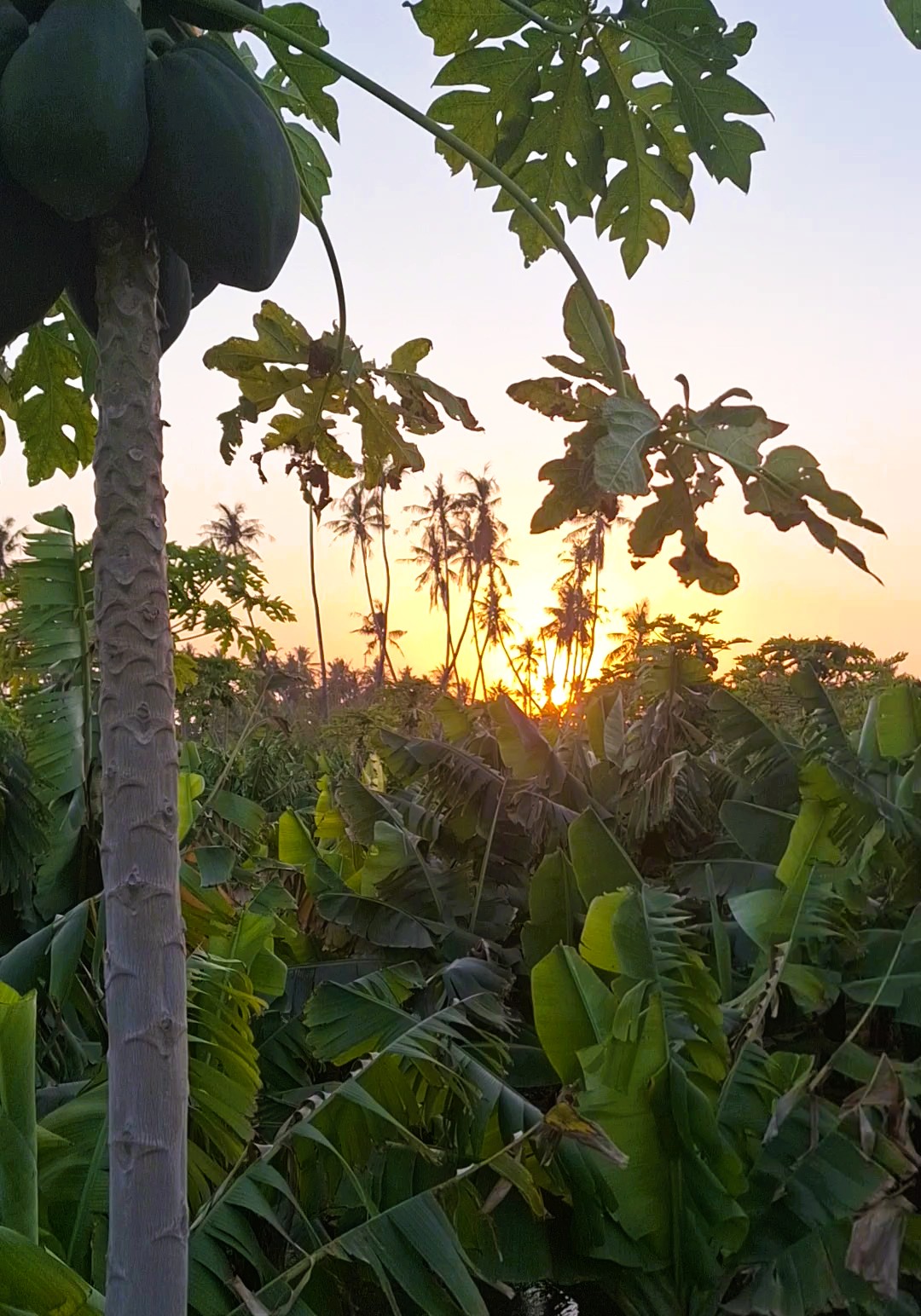 Západ slunce nad tropickou plantáží s banánovníky v Salalah